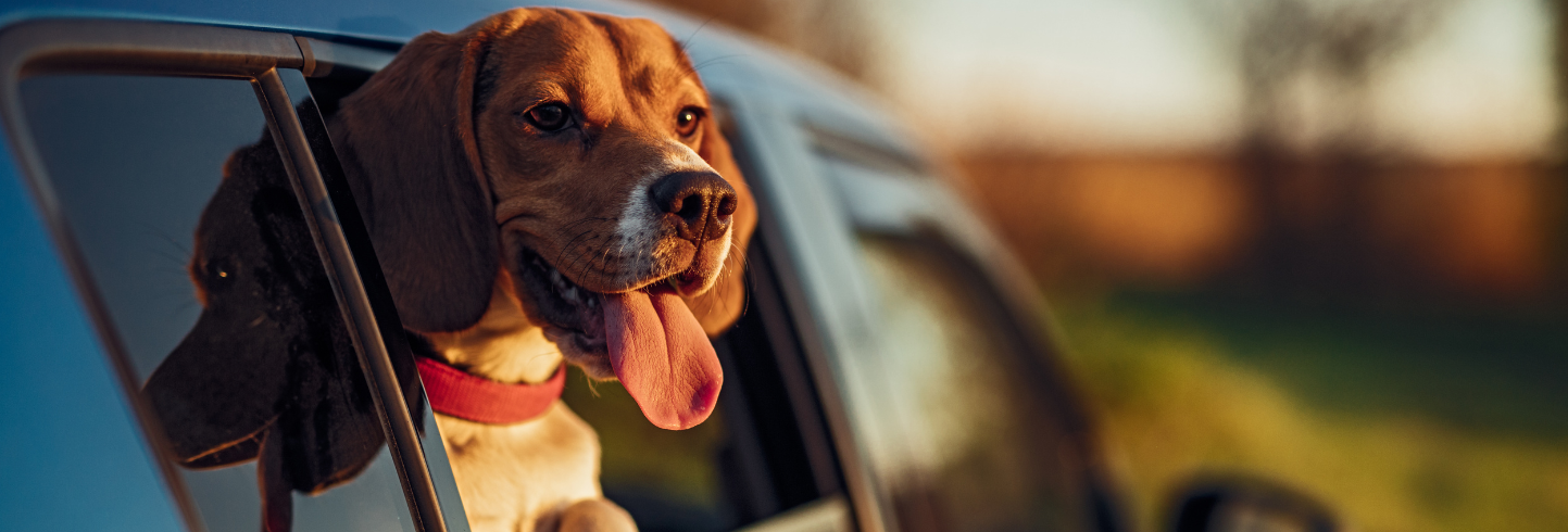 best vet West Lafayette